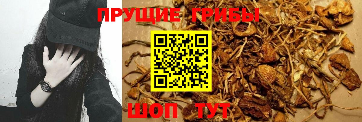 Всеволожск  Галлюциногенные грибы Psilocybine cubensis  как найти закладки  Вход с VPN 